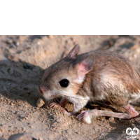 گونه دوپای مصری کوچک Lesser Egyptain jerboa